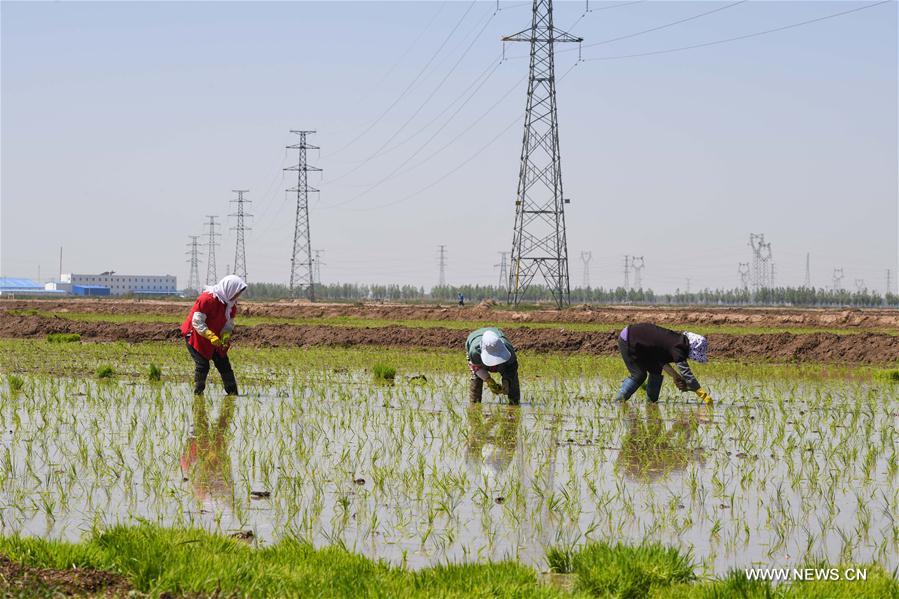 Chine : culture du riz sur des sols salins en Mongolie intérieure