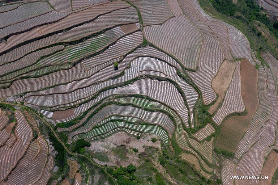 Chine : champs en terrasses dans le nord