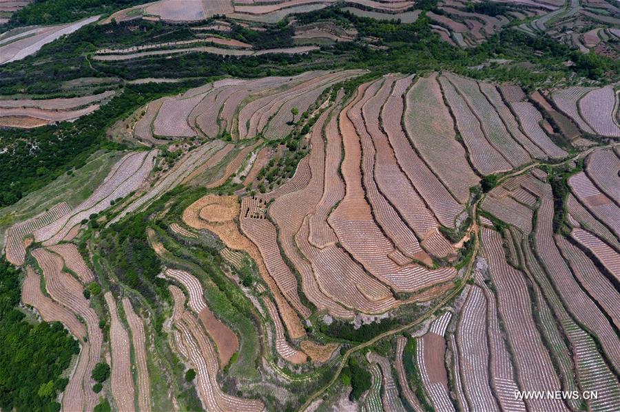 Chine : champs en terrasses dans le nord