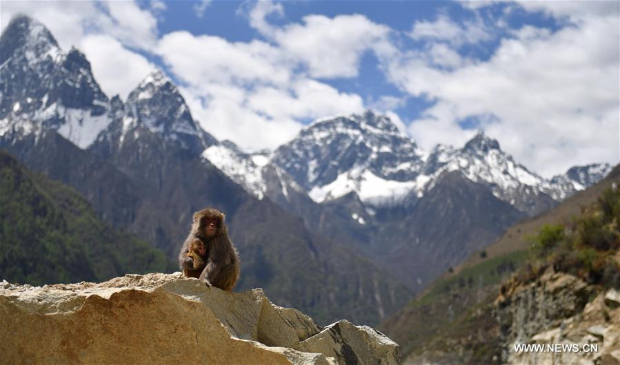 Chine : singes sauvages au Tibet 