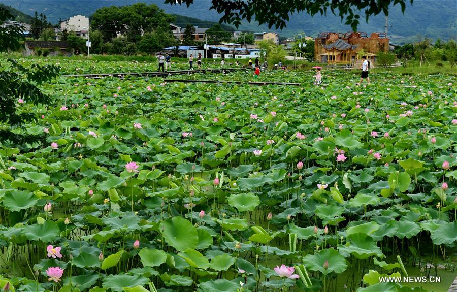 Chine : bassins de lotus à Wuyishan