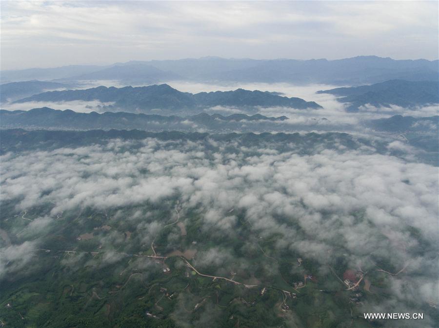 Chine : nuages au-dessus de forêts de bambous