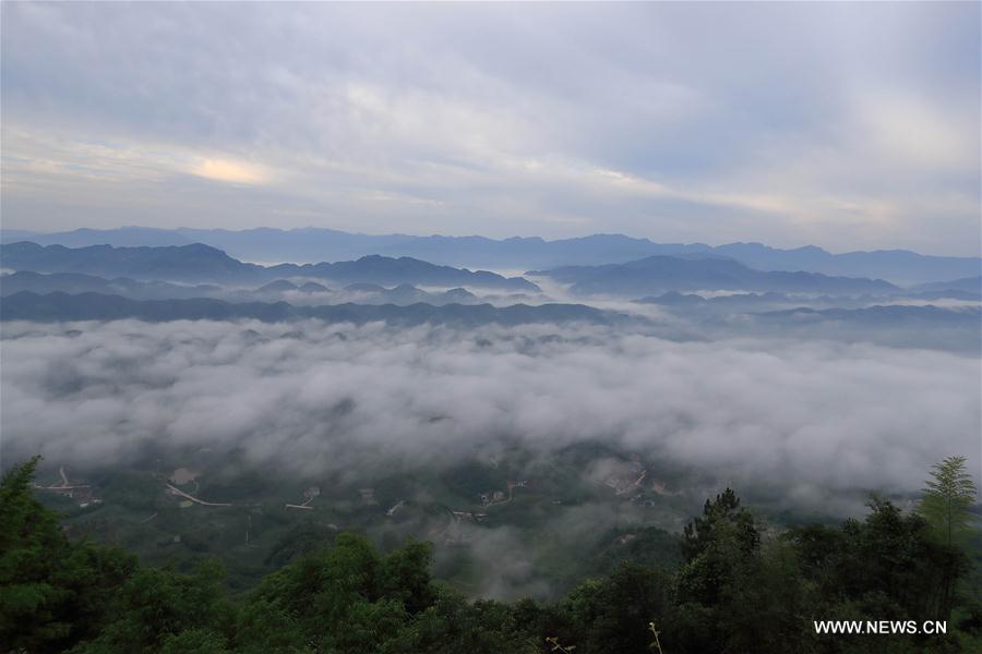 Chine : nuages au-dessus de forêts de bambous