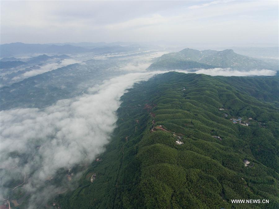 Chine : nuages au-dessus de forêts de bambous