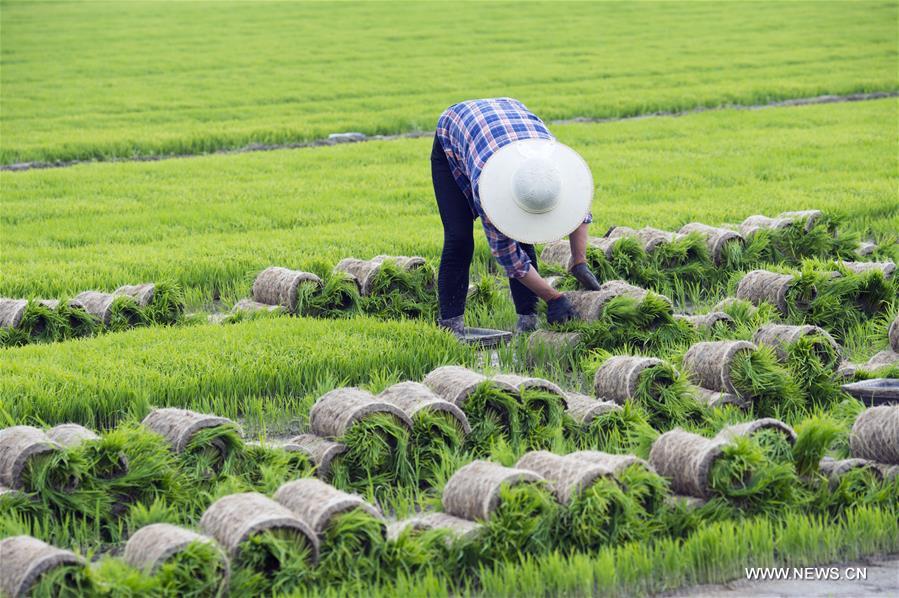 Des agriculteurs plantent le riz dans l'est de la Chine 