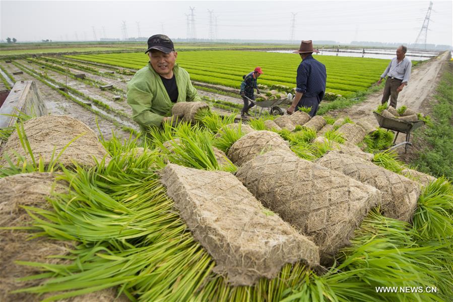 Des agriculteurs plantent le riz dans l'est de la Chine 