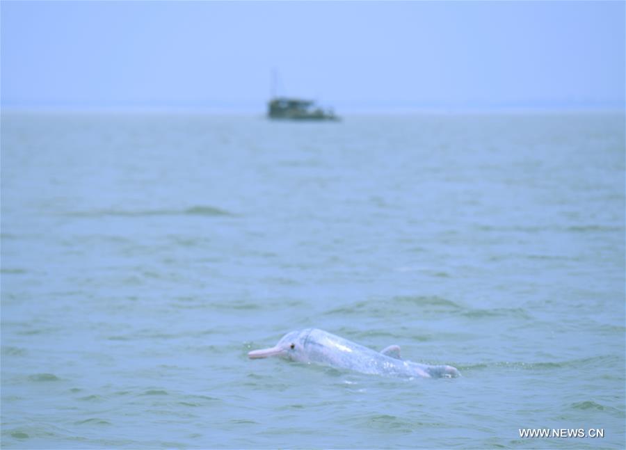 Chine : un dauphin blanc chinois dans le Guangxi