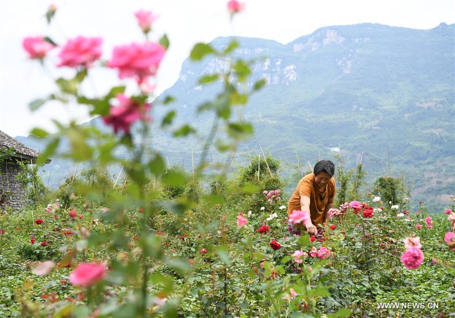 Chine :  la culture florale permet d'augmenter les revenus des paysans à Chongqing