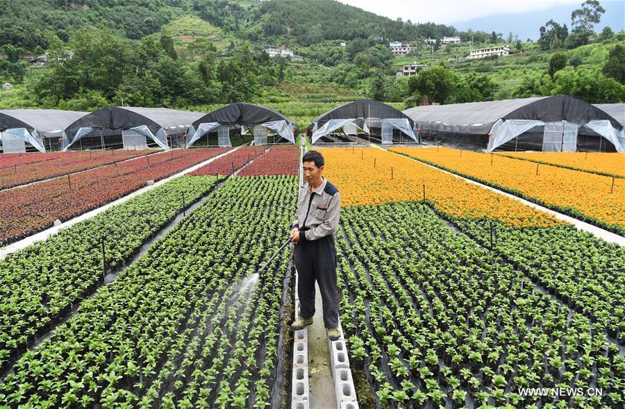 Chine : la culture florale permet d'augmenter les revenus des paysans à Chongqing