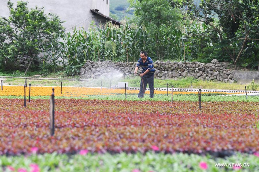 Chine : la culture florale permet d'augmenter les revenus des paysans à Chongqing