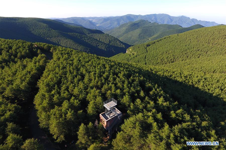 Chine : paysage de forêts dans le nord