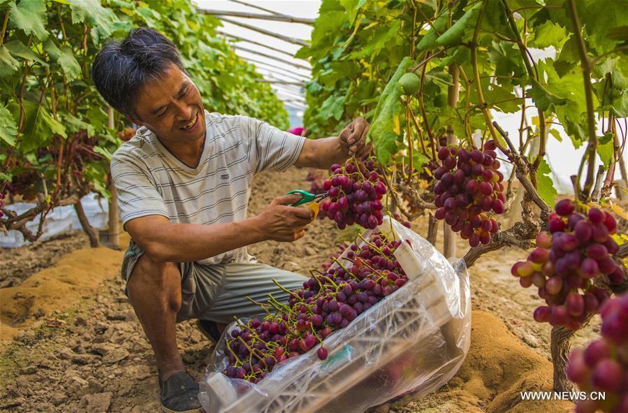 Chine : des villageois récoltent des raisins dans le nord