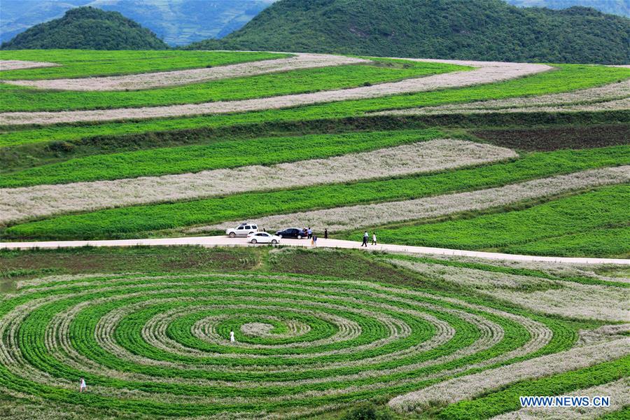 Sarrasins en fleurs dans le sud-ouest de la Chine 