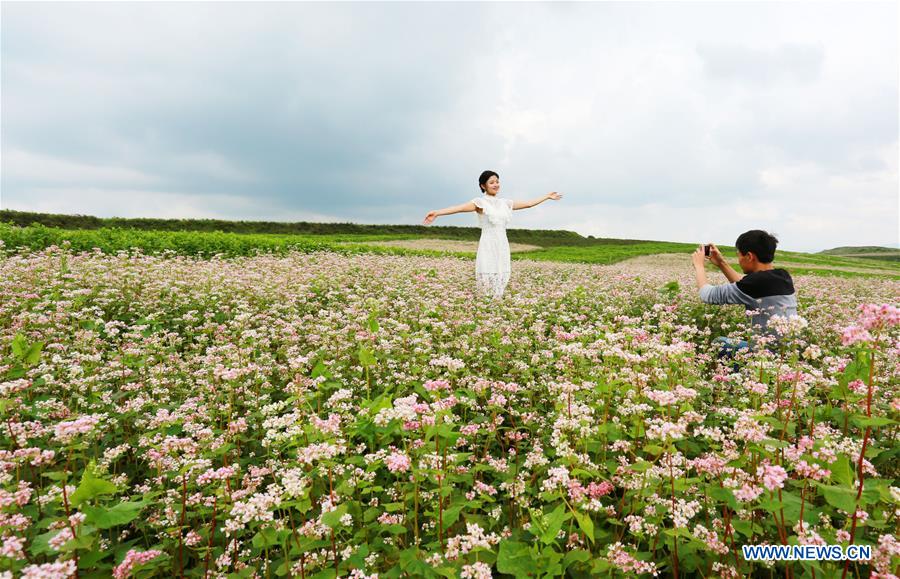 Sarrasins en fleurs dans le sud-ouest de la Chine 