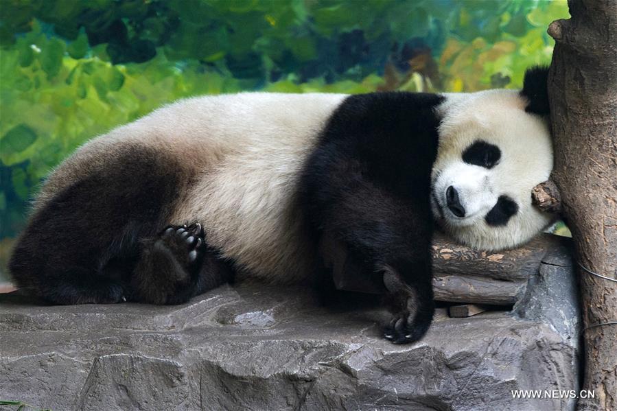 Chine : les animaux se rafraîchissent dans un zoo
