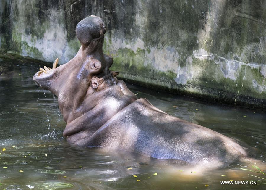 Chine : les animaux se rafraîchissent dans un zoo