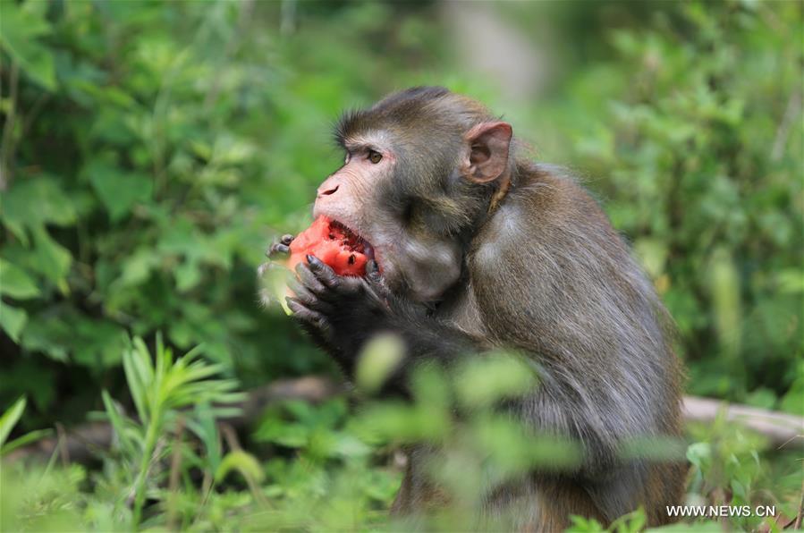 Chine : les animaux se rafraîchissent dans un zoo