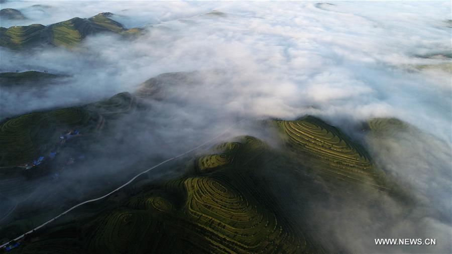 Chine : paysage du parc de la terrasse Jinjiping au Ningxia