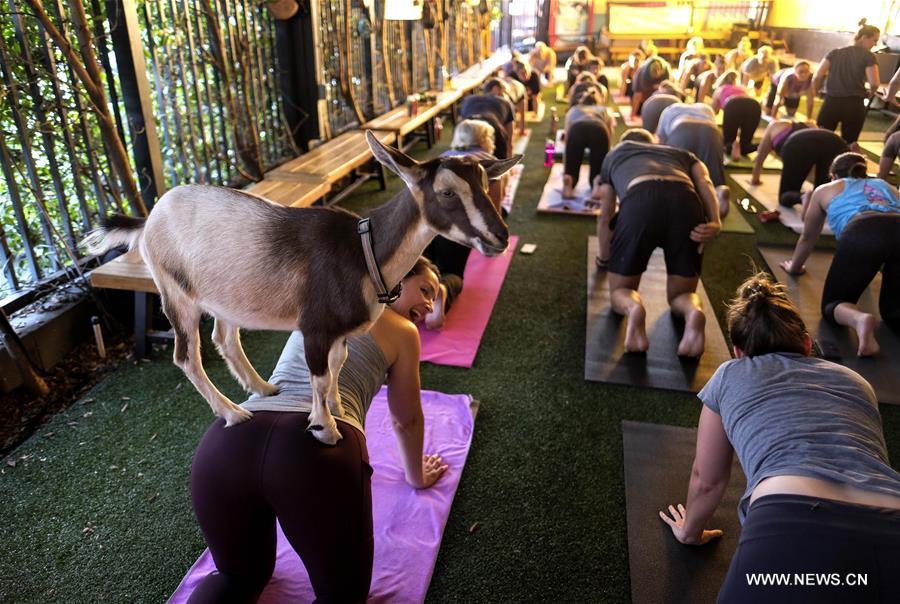 Etats-Unis : du yoga avec une chèvre