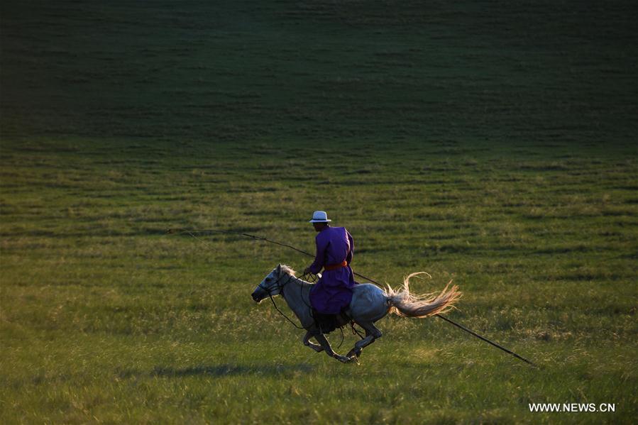 Chine : élevage de chevaux blancs en Mongolie intérieure 