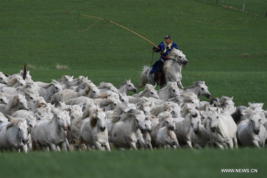 Chine : élevage de chevaux blancs en Mongolie intérieure 