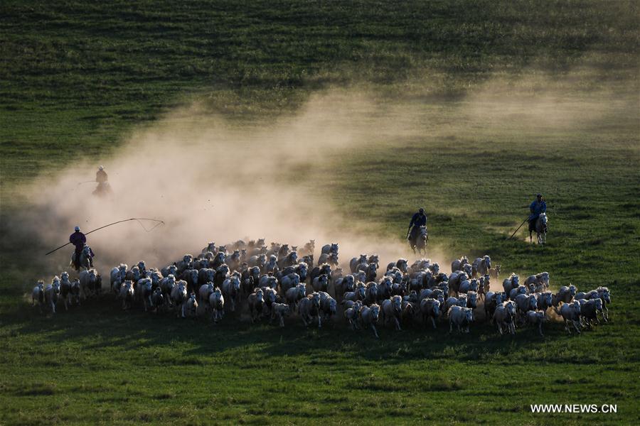 Chine : élevage de chevaux blancs en Mongolie intérieure 