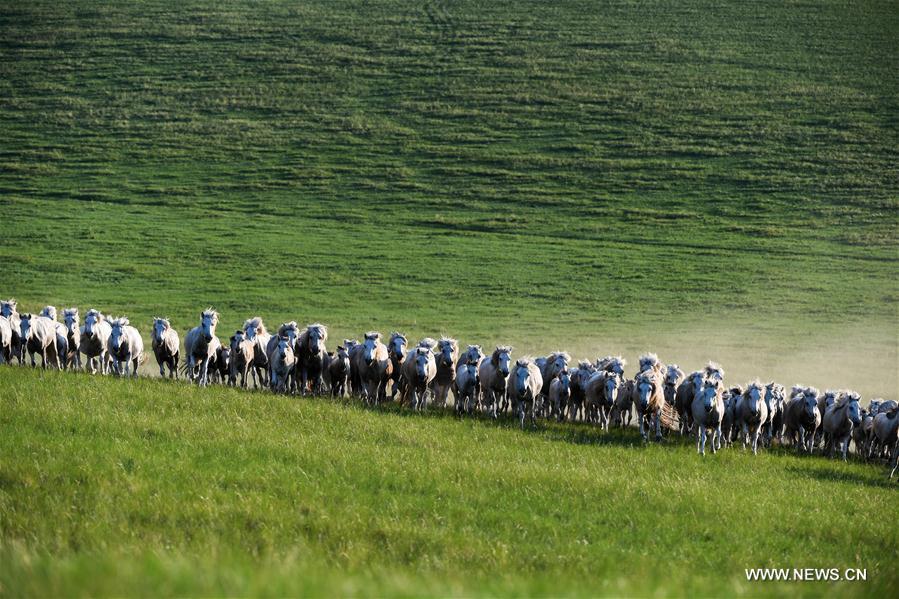 Chine : élevage de chevaux blancs en Mongolie intérieure 