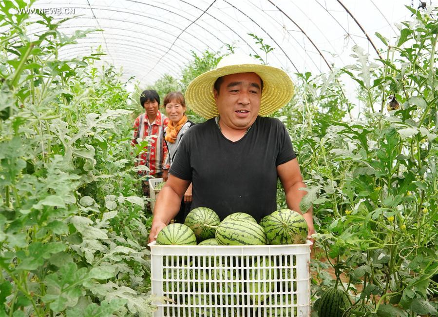 Chine : la culture de la pastèque contribue à la lutte contre la pauvreté