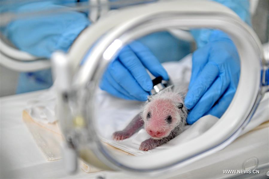 Chine : naissance d'un bébé panda géant à Guangzhou