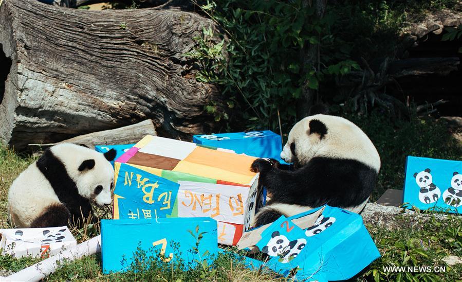 Autriche : anniversaire de pandas jumeaux à Vienne