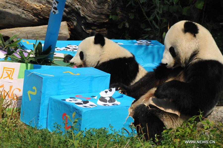 Autriche : anniversaire de pandas jumeaux à Vienne