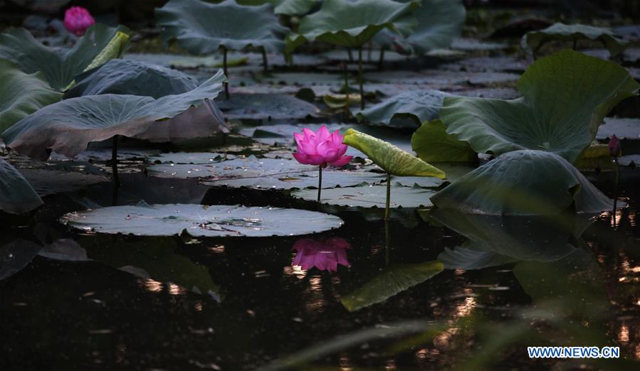Chine : lotus en fleurs dans l'est