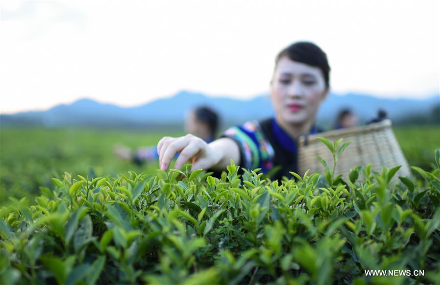 Plantation de thé dans le sud-ouest de la Chine