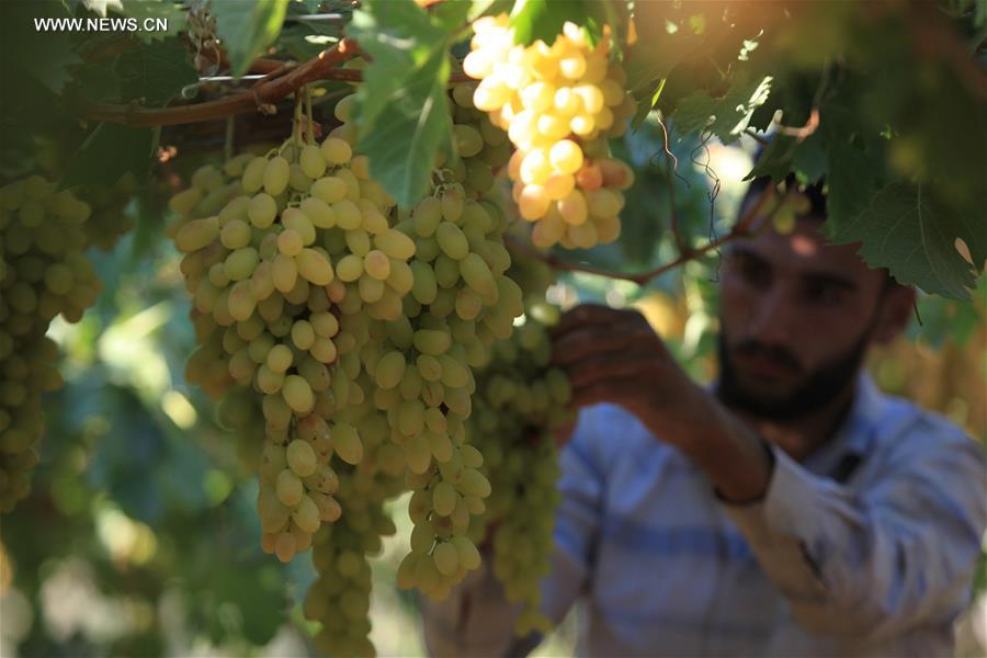 Récolte des raisins en Cisjordanie