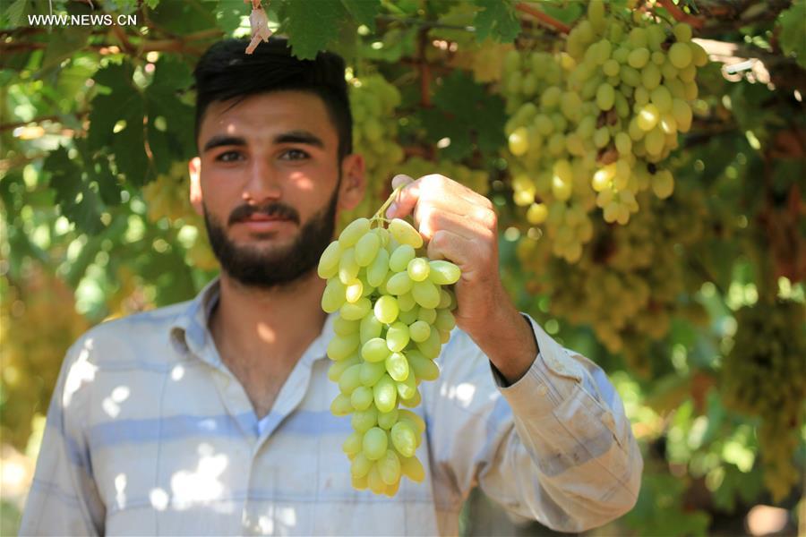 R&eacute;colte des raisins en Cisjordanie