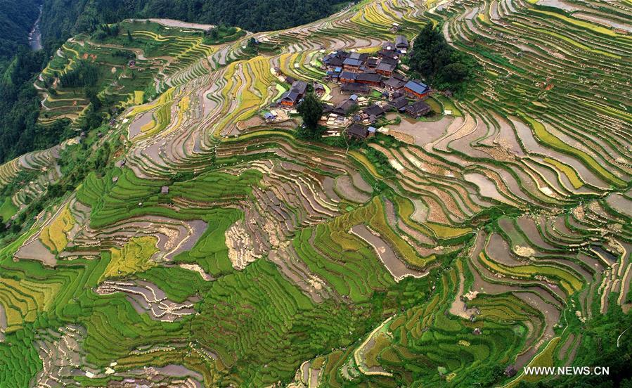Chine : paysage automnal de champs en terrasses 