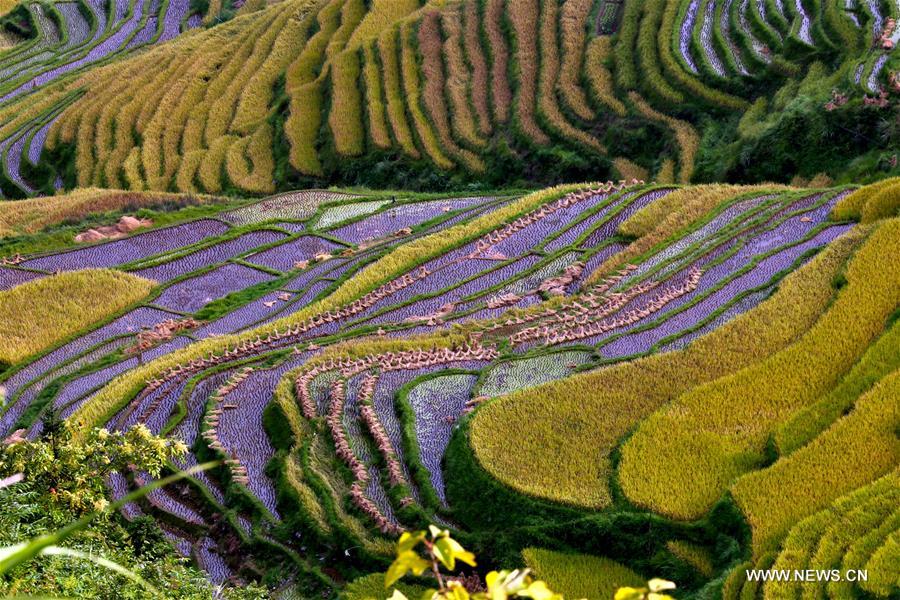 Chine : paysage automnal de champs en terrasses 