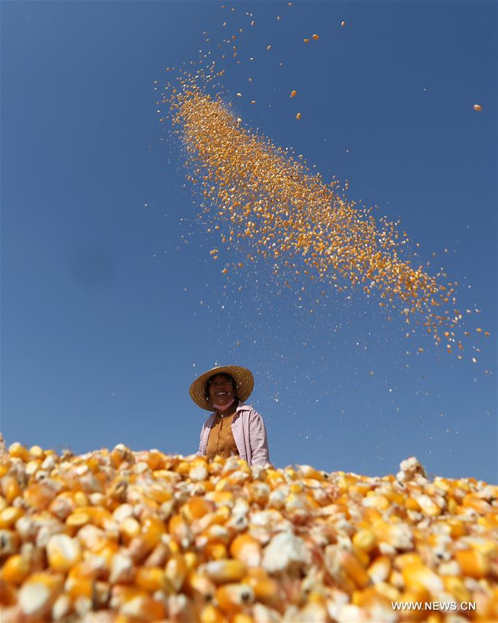 Chine : récolte au Shandong