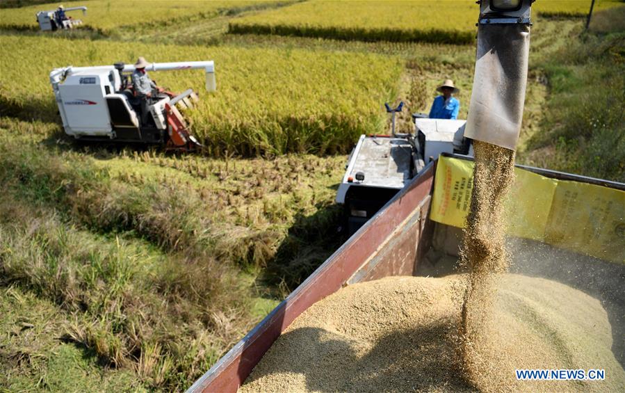 Chine : récolte du riz dans l'Anhui