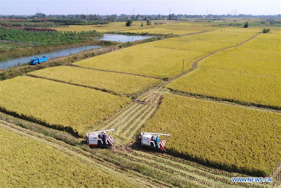 Chine : récolte du riz dans l'Anhui