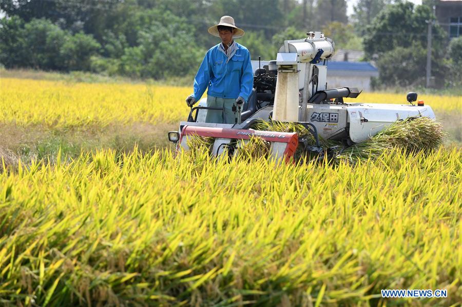 Chine : récolte du riz dans l'Anhui