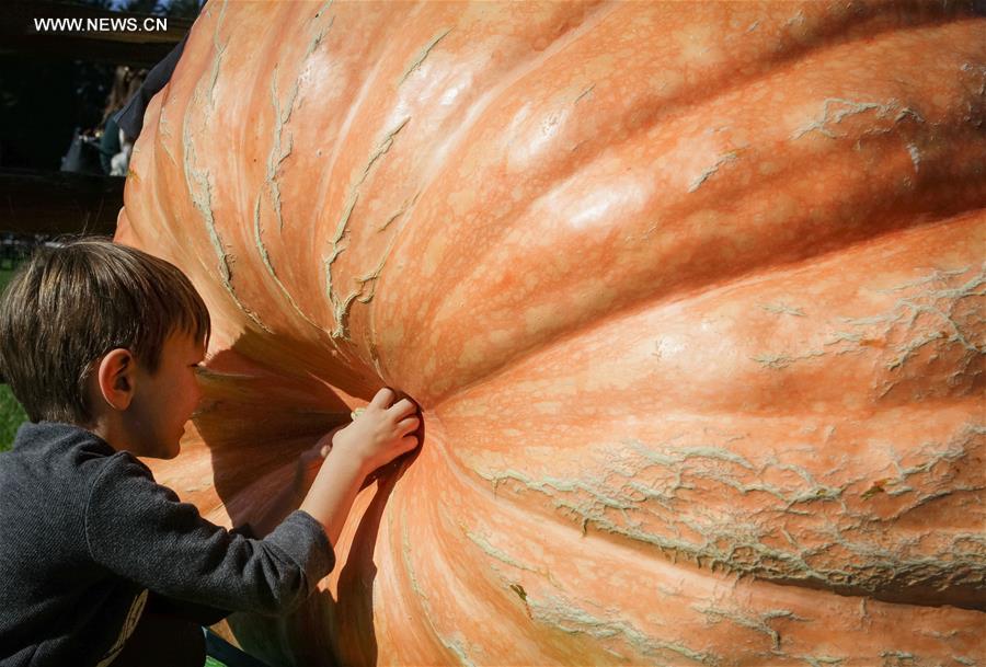 Canada : concours "Giant Pumpkin Weigh-Off" à Langley
