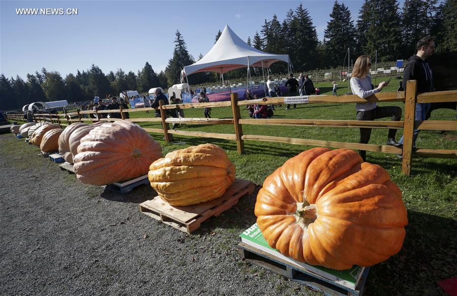 Canada : concours "Giant Pumpkin Weigh-Off" à Langley