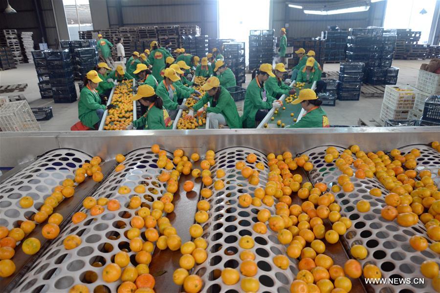 Chine : récolte d'oranges dans la province du Jiangxi