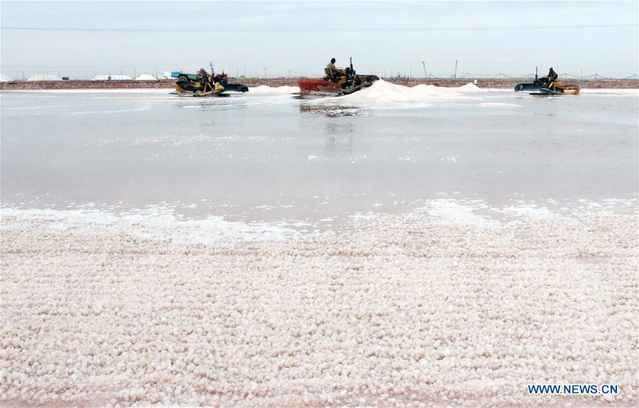 Chine : récolte du sel au Shandong 