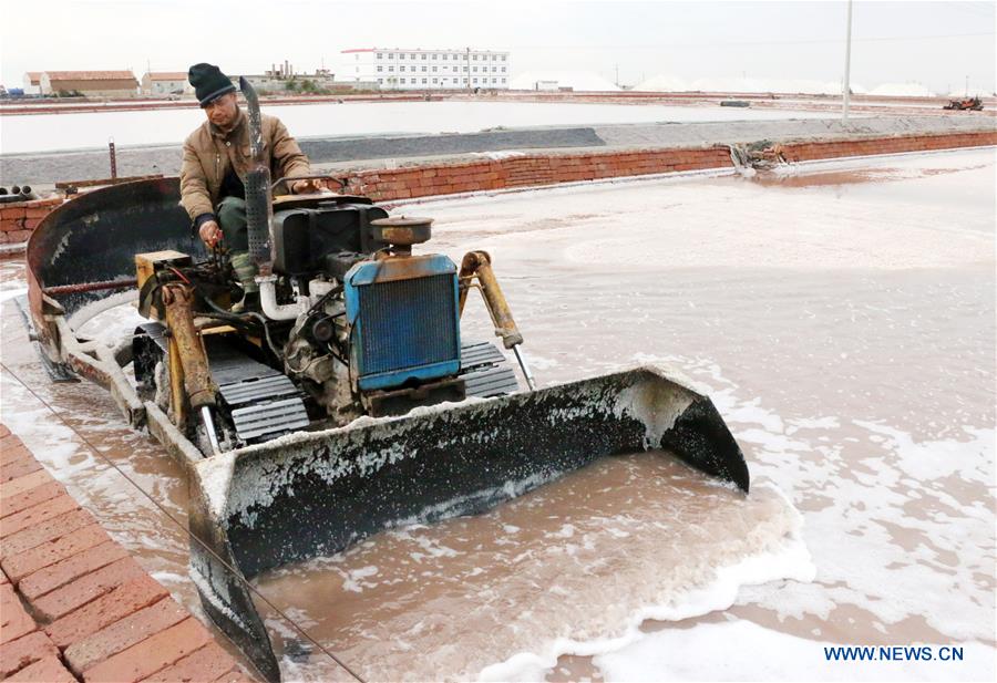 Chine : récolte du sel au Shandong 