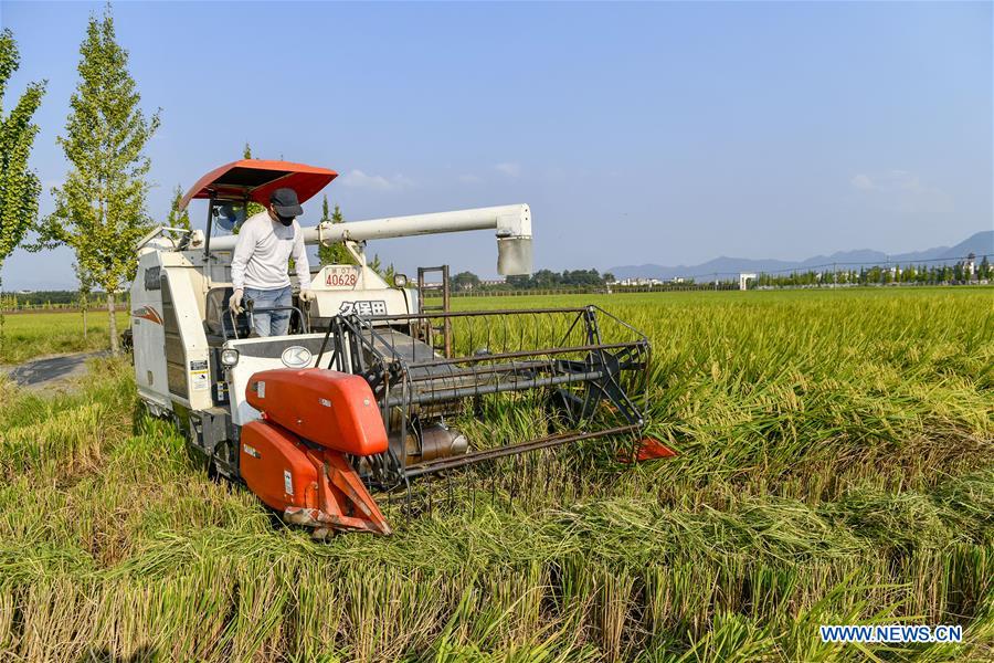Récolte des céréales en Chine