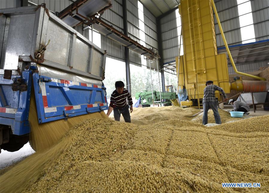 Récolte des céréales en Chine