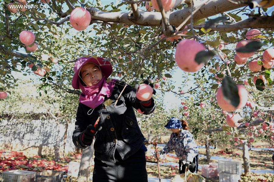 Chine : la culture des pommes augmente les revenus des agriculteurs