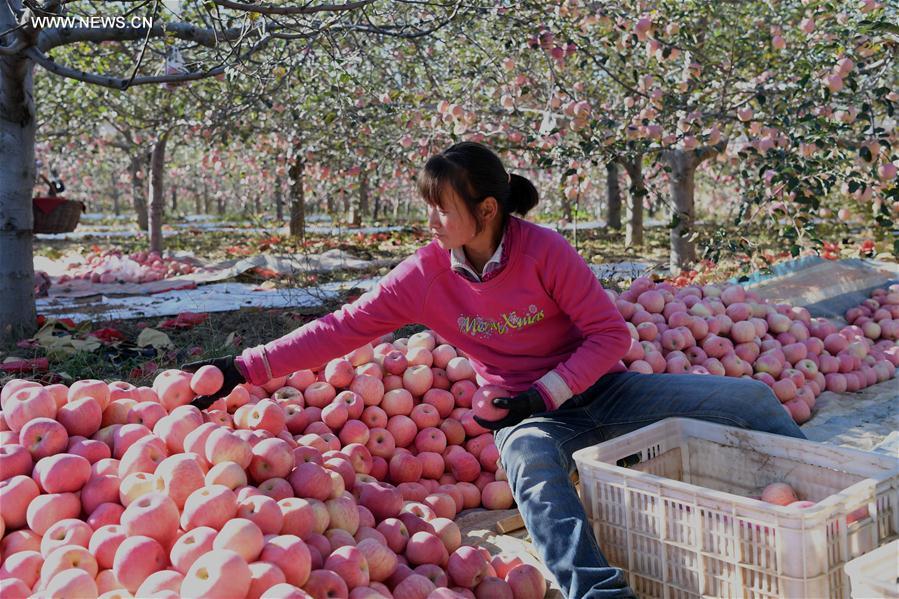 Chine : la culture des pommes augmente les revenus des agriculteurs